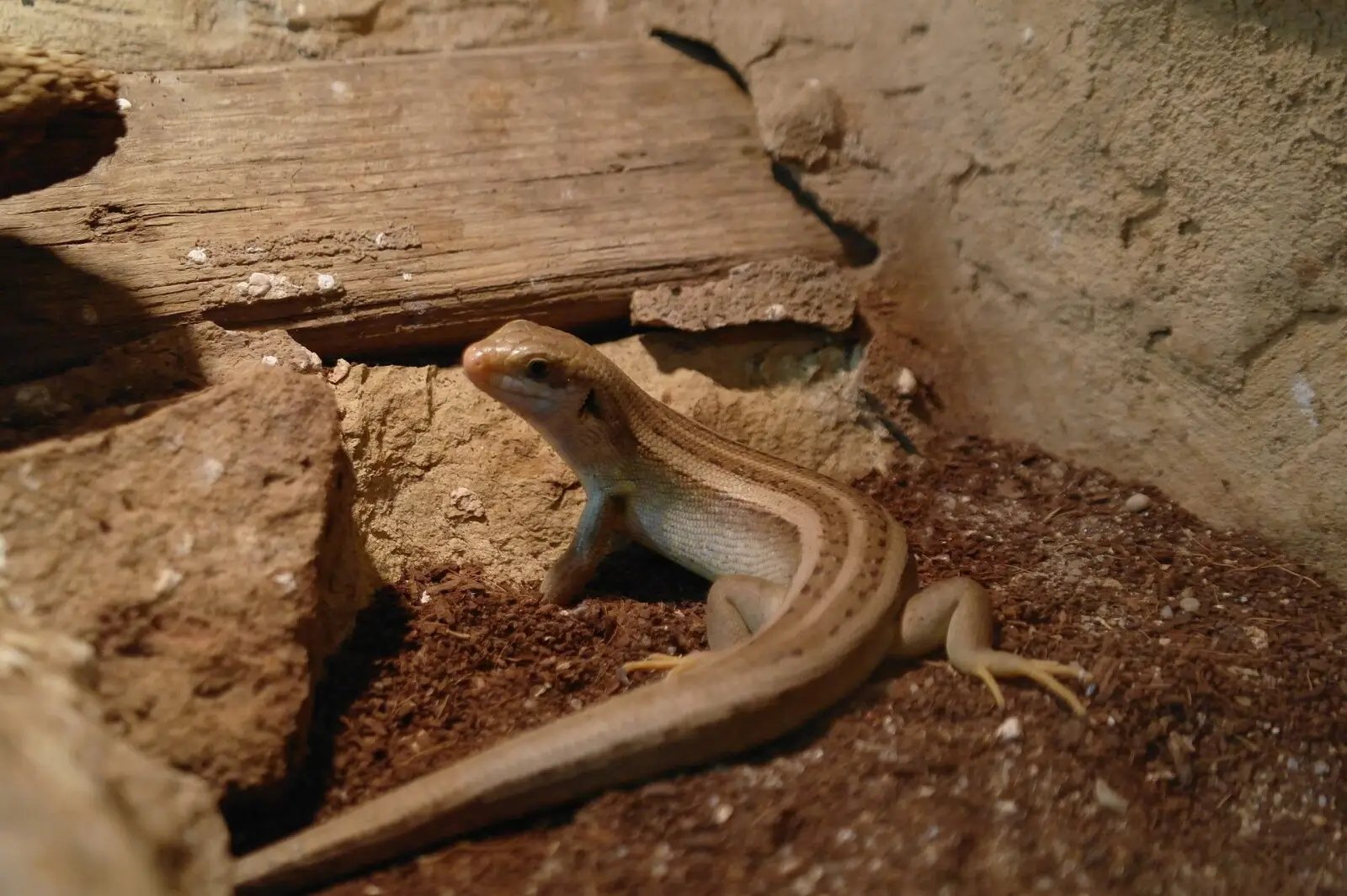 Chioninia fogoensis