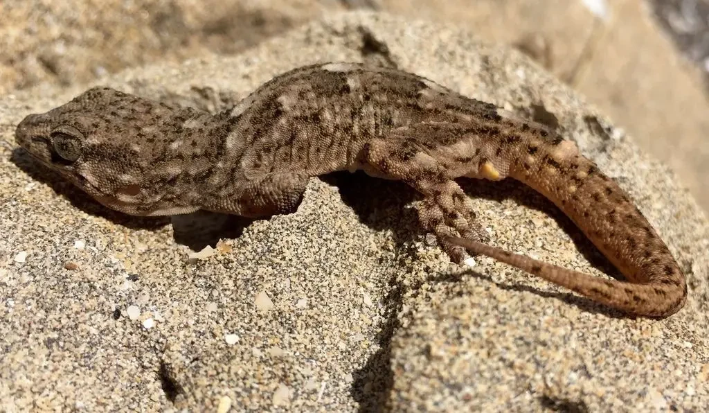 Tarentola protogigas
